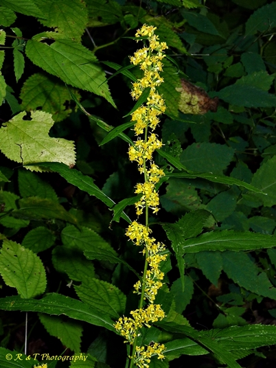 {Solidago curtisii}